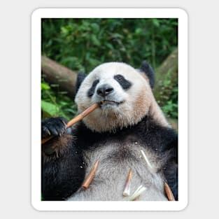 Panda Loves Bamboo! Sticker